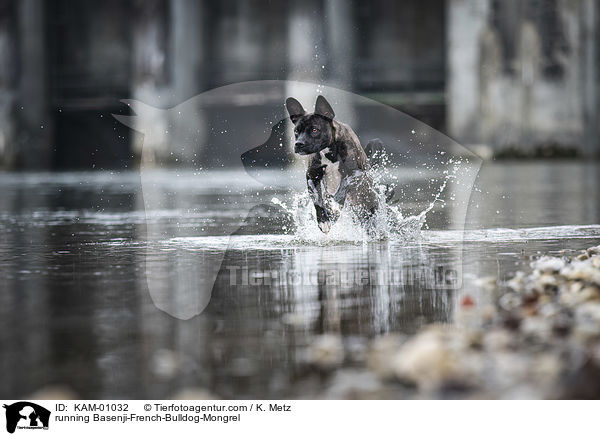 rennender Basenji-Franzsische-Bulldogge-Mischling / running Basenji-French-Bulldog-Mongrel / KAM-01032