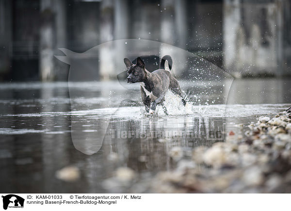 rennender Basenji-Franzsische-Bulldogge-Mischling / running Basenji-French-Bulldog-Mongrel / KAM-01033
