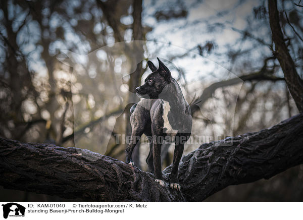 stehender Basenji-Franzsische-Bulldogge-Mischling / standing Basenji-French-Bulldog-Mongrel / KAM-01040