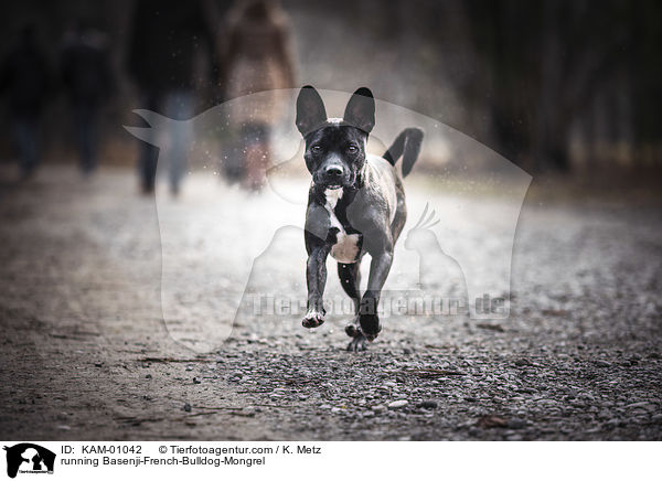 rennender Basenji-Franzsische-Bulldogge-Mischling / running Basenji-French-Bulldog-Mongrel / KAM-01042