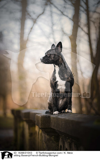 sitzender Basenji-Franzsische-Bulldogge-Mischling / sitting Basenji-French-Bulldog-Mongrel / KAM-01043
