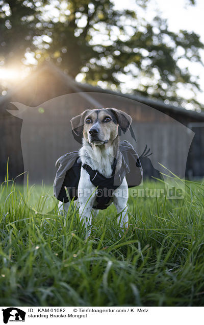 stehender Bracken-Mischling / standing Bracke-Mongrel / KAM-01082