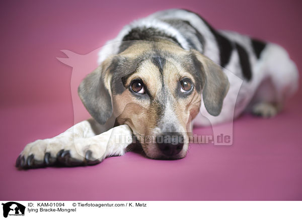 liegender Bracken-Mischling / lying Bracke-Mongrel / KAM-01094
