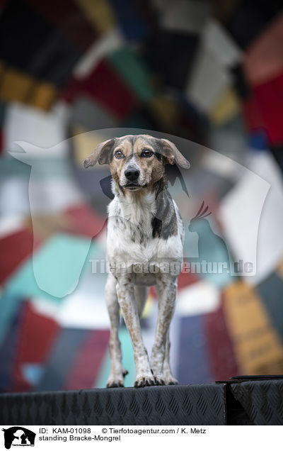 stehender Bracken-Mischling / standing Bracke-Mongrel / KAM-01098