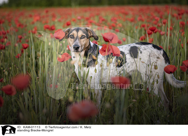 stehender Bracken-Mischling / standing Bracke-Mongrel / KAM-01113