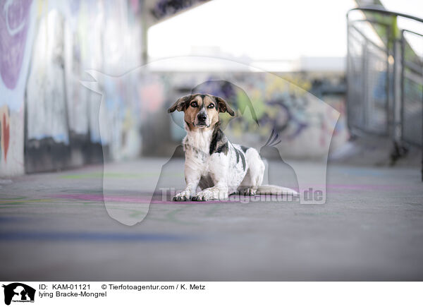 liegender Bracken-Mischling / lying Bracke-Mongrel / KAM-01121