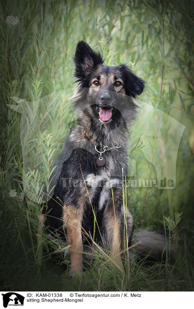 sitzender Schferhund-Mischling / sitting Shepherd-Mongrel / KAM-01338