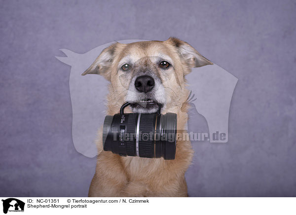 Schferhund-Mischling Portrait / Shepherd-Mongrel portrait / NC-01351