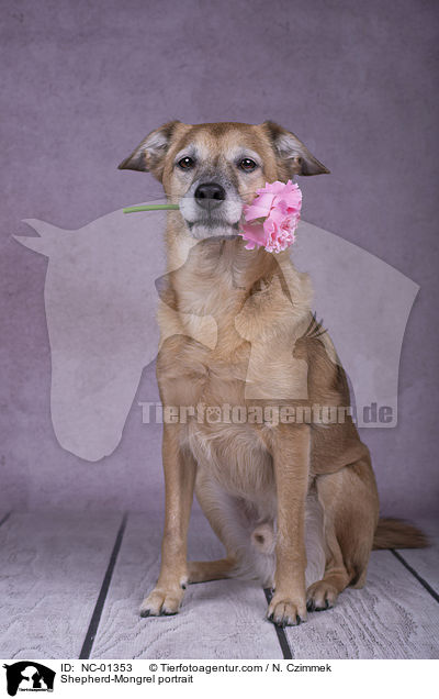 Schferhund-Mischling Portrait / Shepherd-Mongrel portrait / NC-01353