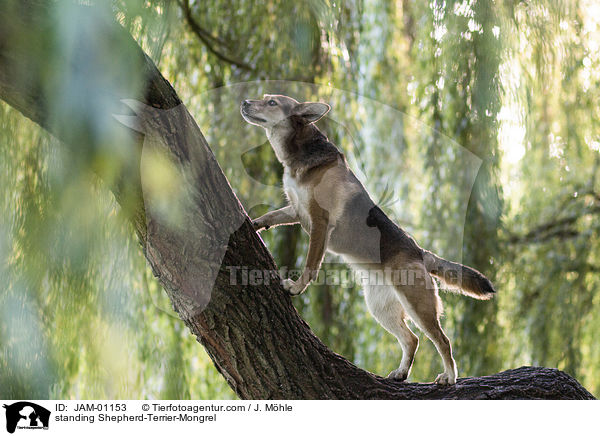 stehender Schferhund-Terrier-Mischling / standing Shepherd-Terrier-Mongrel / JAM-01153