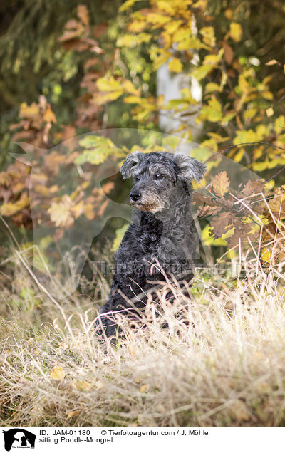 sitzender Pudel-Mischling / sitting Poodle-Mongrel / JAM-01180