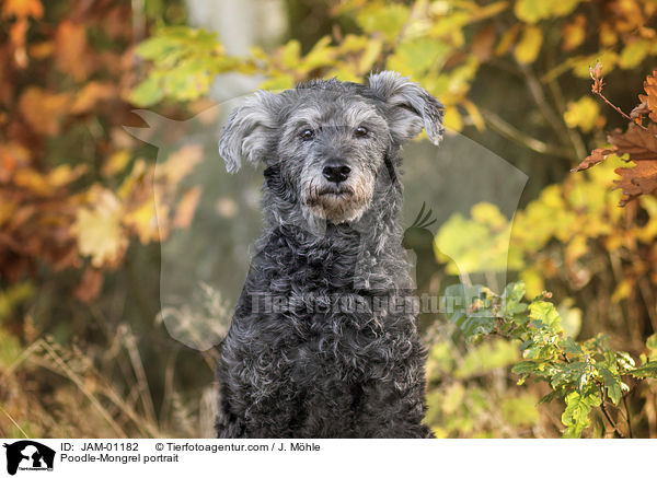 Pudel-Mischling Portrait / Poodle-Mongrel portrait / JAM-01182