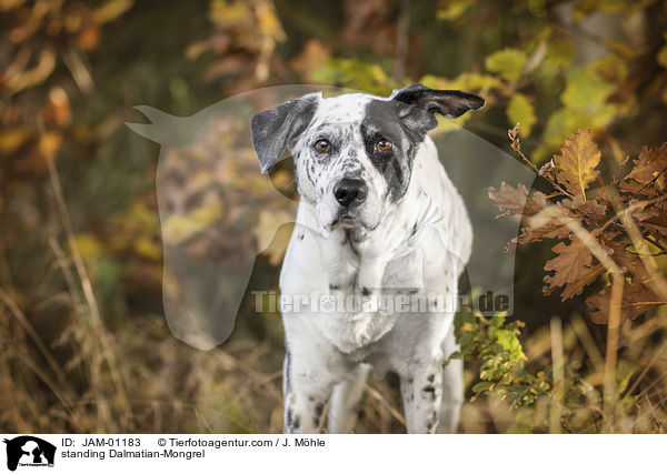stehender Dalmatiner-Mischling / standing Dalmatian-Mongrel / JAM-01183