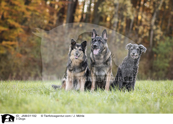3 Hunde / 3 Dogs / JAM-01192
