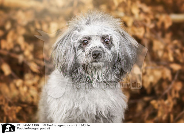 Pudel-Mischling Portrait / Poodle-Mongrel portrait / JAM-01196