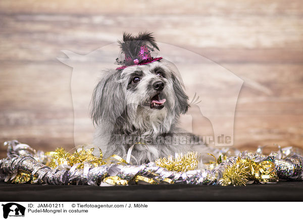 Pudel-Mischlingim Kostm / Pudel-Mongrel in costume / JAM-01211