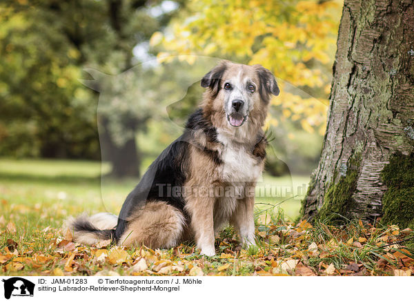 sitzender Labrador-Retriever-Schferhund-Mischling / sitting Labrador-Retriever-Shepherd-Mongrel / JAM-01283