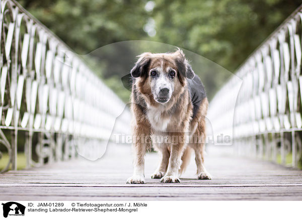 stehender Labrador-Retriever-Schferhund-Mischling / standing Labrador-Retriever-Shepherd-Mongrel / JAM-01289