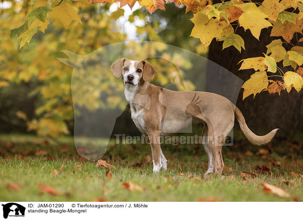 stehender Beagle-Mischling / standing Beagle-Mongrel / JAM-01290