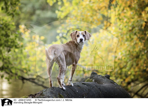 stehender Beagle-Mischling / standing Beagle-Mongrel / JAM-01293