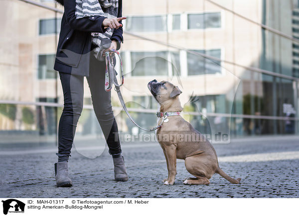 sitzender Amerikanische-Bulldogge-Mischling / sitting American-Bulldog-Mongrel / MAH-01317