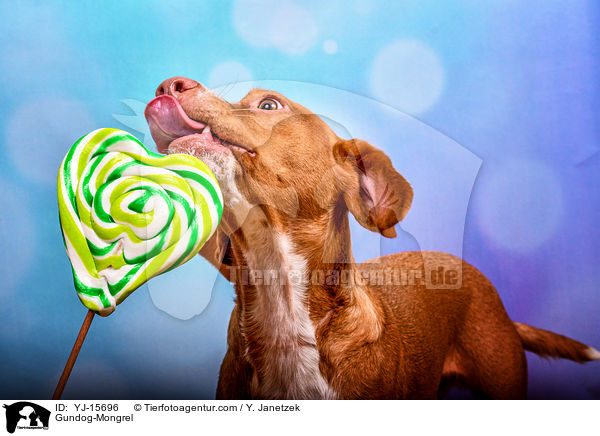 Jagdhund-Mischling / Gundog-Mongrel / YJ-15696