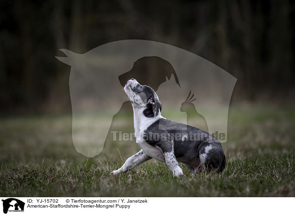 American-Staffordshire-Terrier-Mischling Welpe / American-Staffordshire-Terrier-Mongrel Puppy / YJ-15702