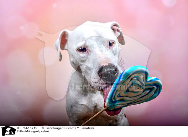 Pitbull-Mischling Portrait / Pitbull-Mongrel portrait / YJ-15712