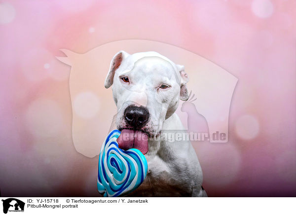 Pitbull-Mischling Portrait / Pitbull-Mongrel portrait / YJ-15718