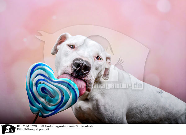 Pitbull-Mischling Portrait / Pitbull-Mongrel portrait / YJ-15720