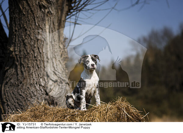 sitzender  American-Staffordshire-Terrier-Mischling Welpe / sitting American-Staffordshire-Terrier-Mongrel Puppy / YJ-15731