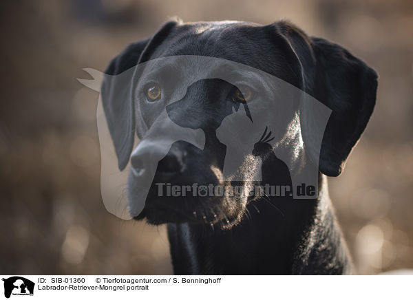 Labrador-Retriever-Mischling Portrait / Labrador-Retriever-Mongrel portrait / SIB-01360