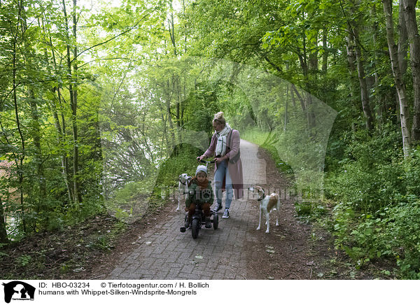 Menschen mit Whippet-Silken-Windsprite-Mischlinge / humans with Whippet-Silken-Windsprite-Mongrels / HBO-03234