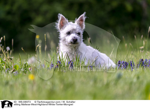 sitzender Malteser-West-Highland-White-Terrier-Mischling / sitting Maltese-West-Highland-White-Terrier-Mongrel / WS-08973