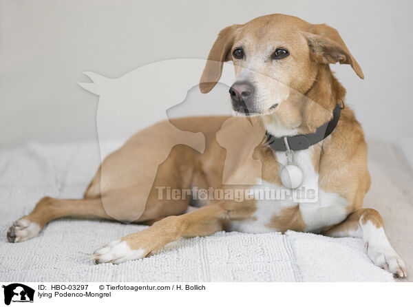 liegender Podenco-Mischling / lying Podenco-Mongrel / HBO-03297