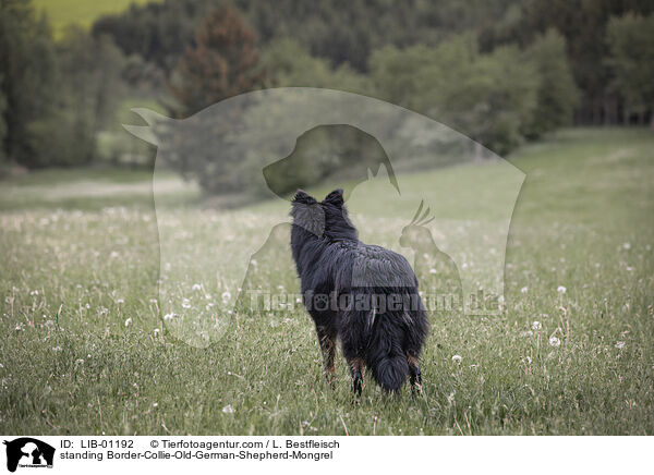 stehender Border-Collie-Altdeutscher-Schferhund-Mischling / standing Border-Collie-Old-German-Shepherd-Mongrel / LIB-01192