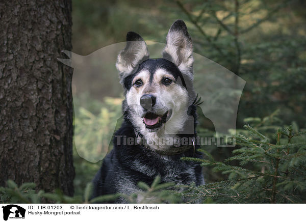 Husky-Mischling Portrait / Husky-Mongrel portrait / LIB-01203