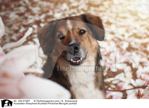 Australian-Shepherd-sterreichischer-Pinscher-Mischling Portrait / Australian-Shepherd-Austrian-Pinscher-Mongrel portrait / KS-01067