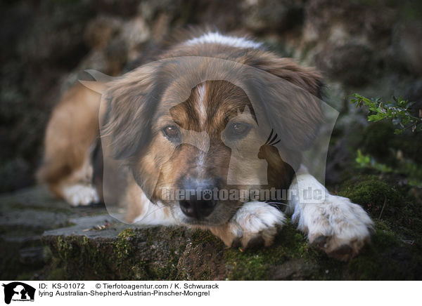 liegender Australian-Shepherd-sterreichischer-Pinscher-Mischling / lying Australian-Shepherd-Austrian-Pinscher-Mongrel / KS-01072