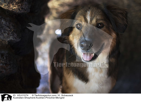 Australian-Shepherd-sterreichischer-Pinscher-Mischling / Australian-Shepherd-Austrian-Pinscher-Mongrel / KS-01074