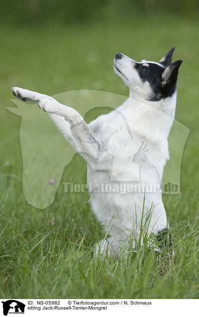 sitzender Jack-Russell-Terrier-Mischling / sitting Jack-Russell-Terrier-Mongrel / NS-05982