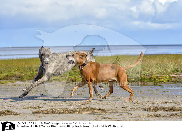 American-Pit-Bull-Terrier-Rhodesian-Ridgeback-Mischling mit Irischer Wolfshund / American-Pit-Bull-Terrier-Rhodesian-Ridgeback-Mongrel with Irish Wolfhound / YJ-16013