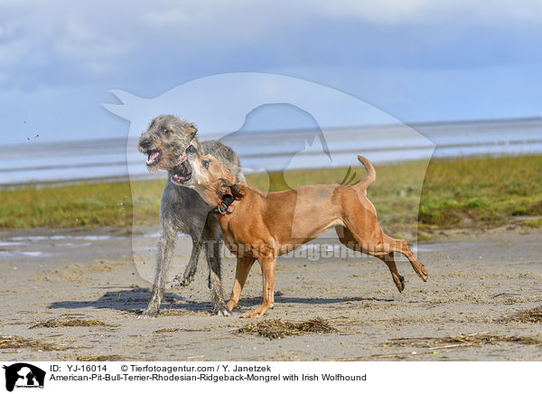 American-Pit-Bull-Terrier-Rhodesian-Ridgeback-Mischling mit Irischer Wolfshund / American-Pit-Bull-Terrier-Rhodesian-Ridgeback-Mongrel with Irish Wolfhound / YJ-16014