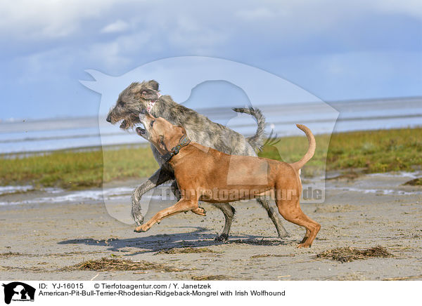 American-Pit-Bull-Terrier-Rhodesian-Ridgeback-Mischling mit Irischer Wolfshund / American-Pit-Bull-Terrier-Rhodesian-Ridgeback-Mongrel with Irish Wolfhound / YJ-16015