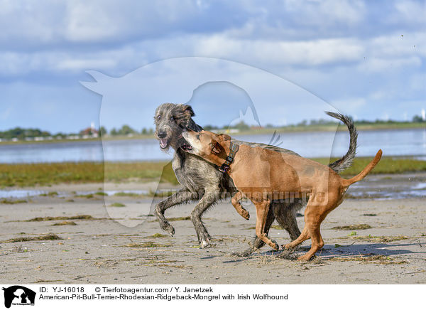 American-Pit-Bull-Terrier-Rhodesian-Ridgeback-Mischling mit Irischer Wolfshund / American-Pit-Bull-Terrier-Rhodesian-Ridgeback-Mongrel with Irish Wolfhound / YJ-16018