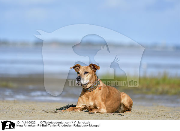liegender American-Pit-Bull-Terrier-Rhodesian-Ridgeback-Mischling / lying American-Pit-Bull-Terrier-Rhodesian-Ridgeback-Mongrel / YJ-16022