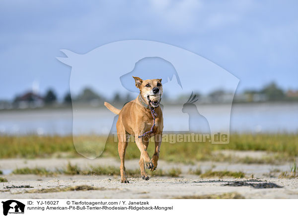 rennender American-Pit-Bull-Terrier-Rhodesian-Ridgeback-Mischling / running American-Pit-Bull-Terrier-Rhodesian-Ridgeback-Mongrel / YJ-16027