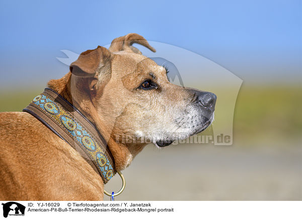 American-Pit-Bull-Terrier-Rhodesian-Ridgeback-Mischling Poprtrait / American-Pit-Bull-Terrier-Rhodesian-Ridgeback-Mongrel portrait / YJ-16029