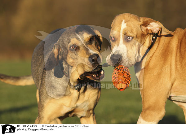 spielende Doggen-Mischlinge / playing Doggen-Mongrels / KL-19429