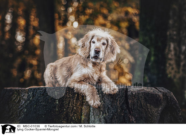 liegender Cocker-Spaniel-Mischling / lying Cocker-Spaniel-Mongrel / MSC-01036